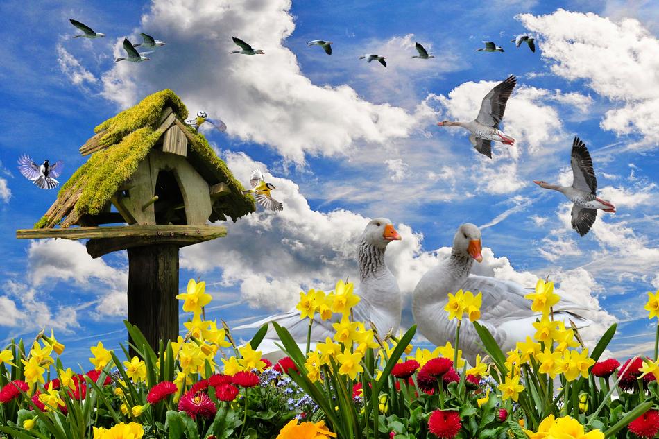 bird house flight flowers