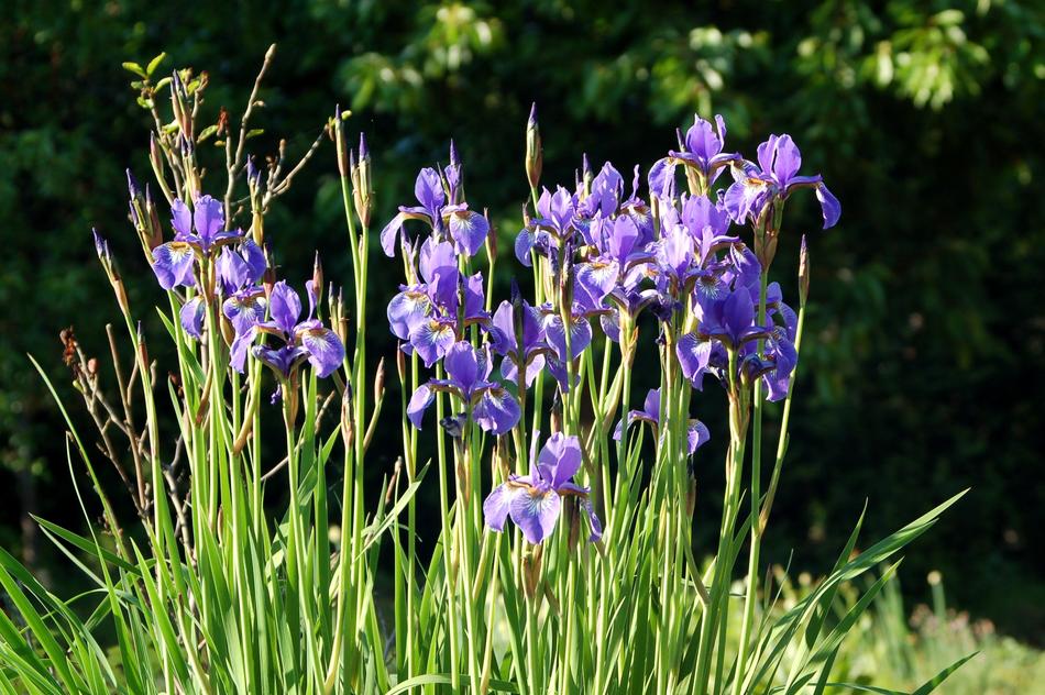 Irises Kosaćce Garden