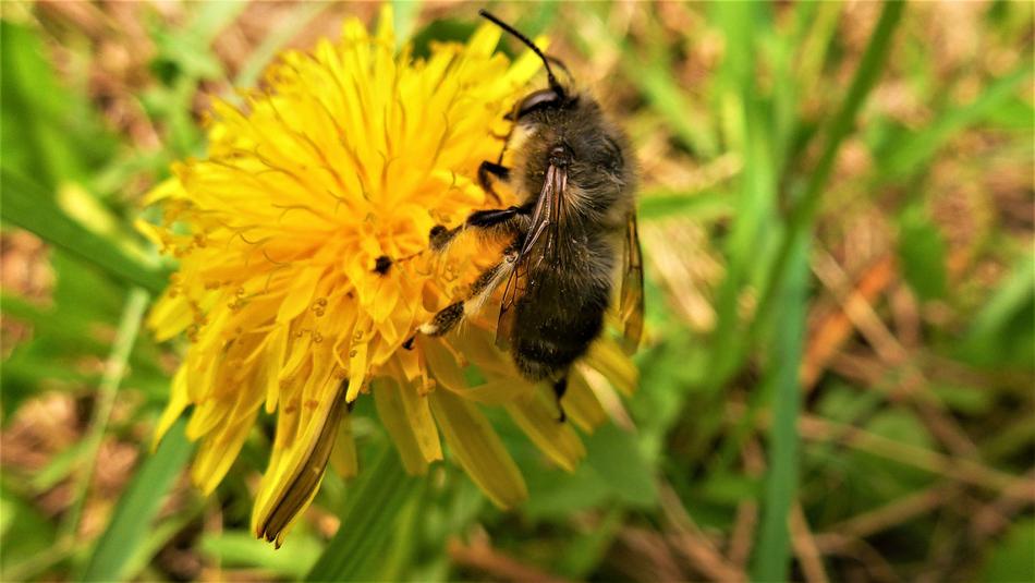 Nature Insect Bee