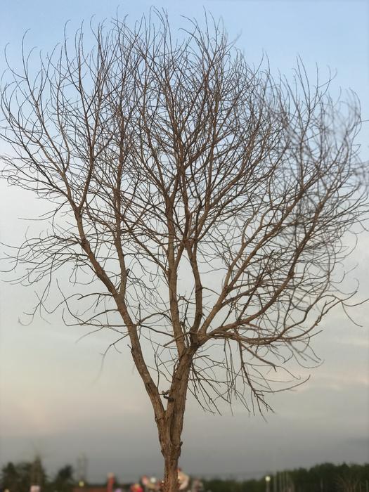 Tree Nature Landscape