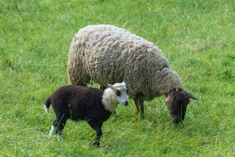 Sheep Black Agriculture