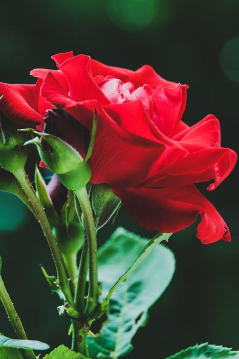Nature Leaf Flower