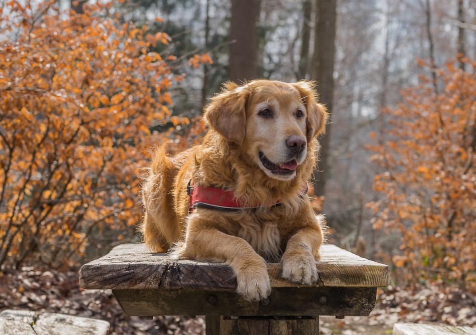 Nature Dog Cute