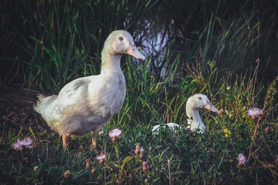 Nature Bird Grass Living