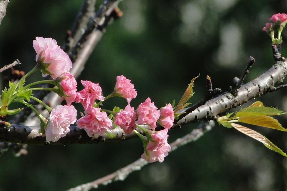Flower Cherry Blossoms