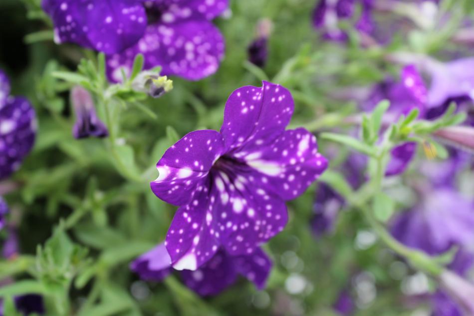 Nature Purple Flower