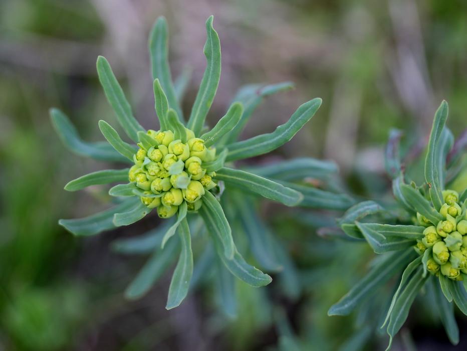 Plant Milk Primrose Green
