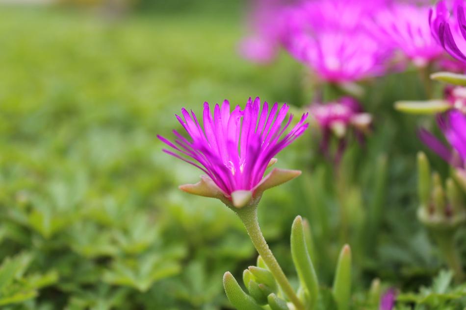 Nature Blossom Bloom