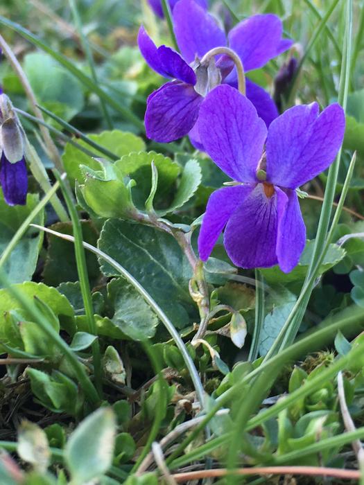 Nature Plant Flower