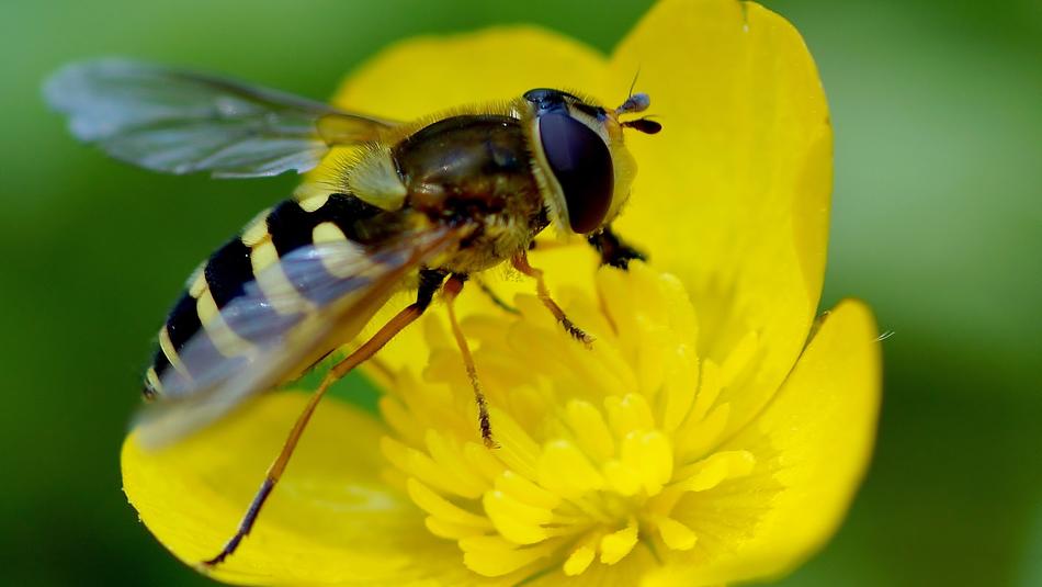 nature insect blur