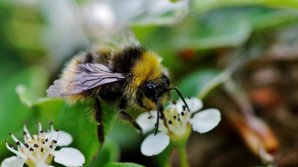 Bee Nature Insect