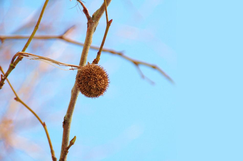Nature Button Winter