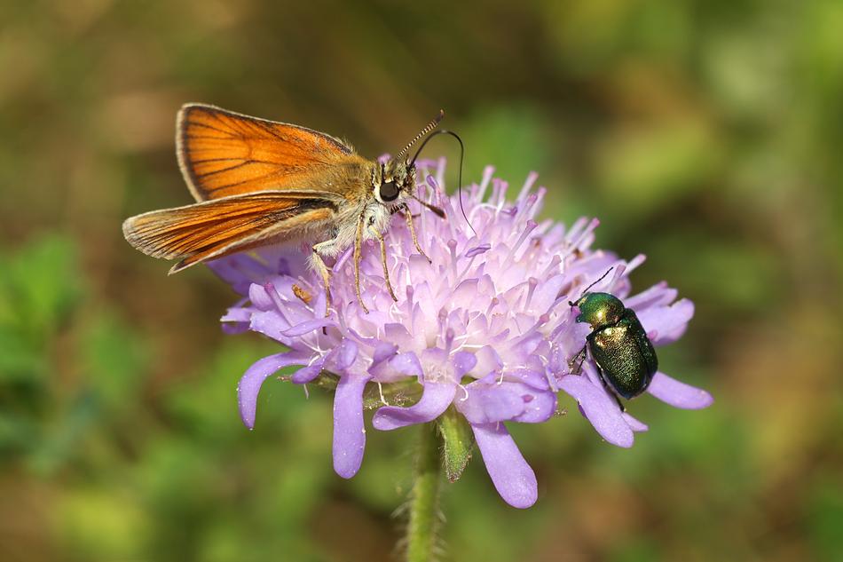 Insects Flower Nature