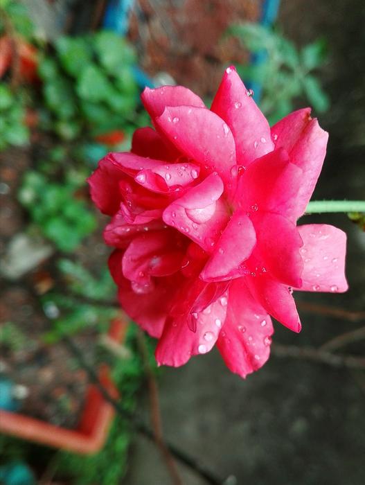 Flower Nature Flora
