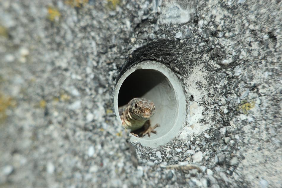 Nature Stone Close Up