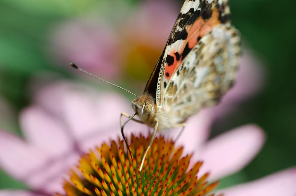 Nature Insect Butterfly