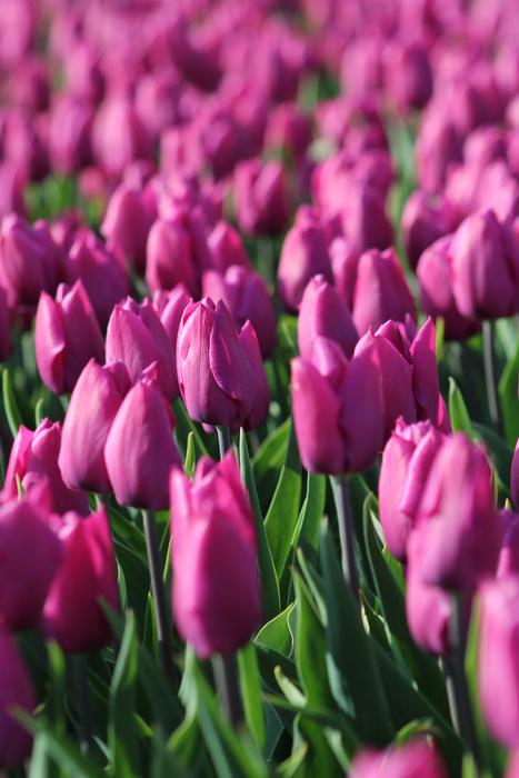 a field of pink beautiful tulips
