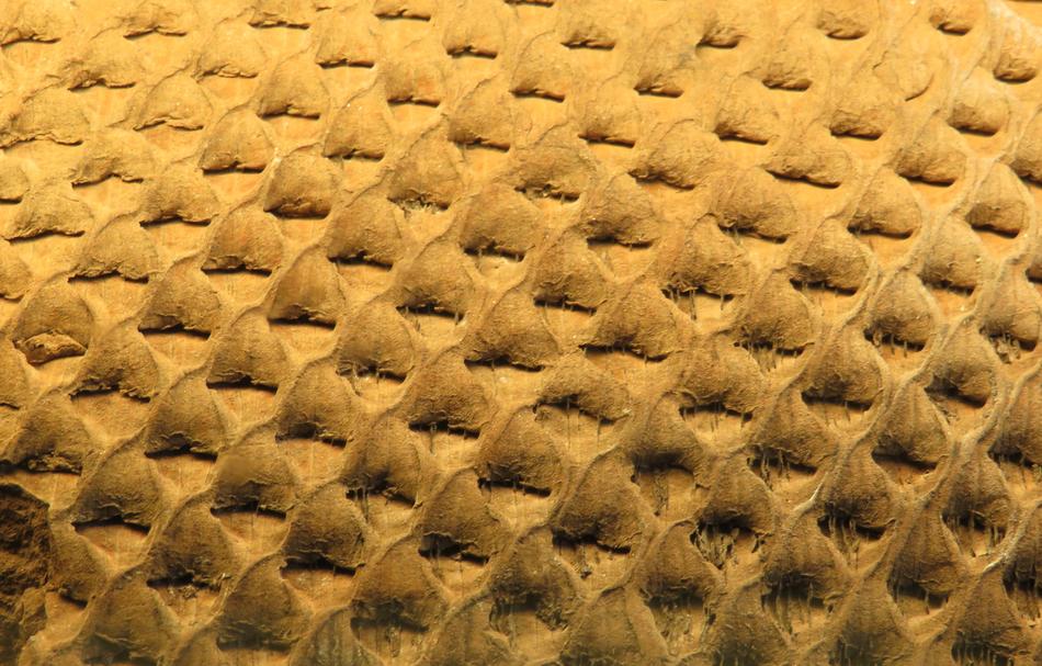 Background Pattern Texture