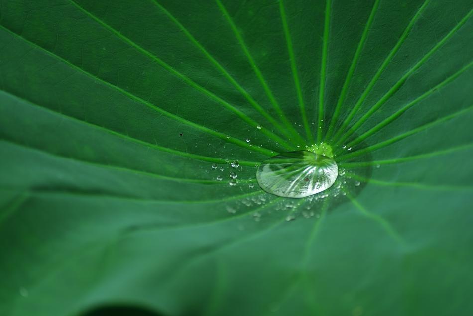 Flower Lotus