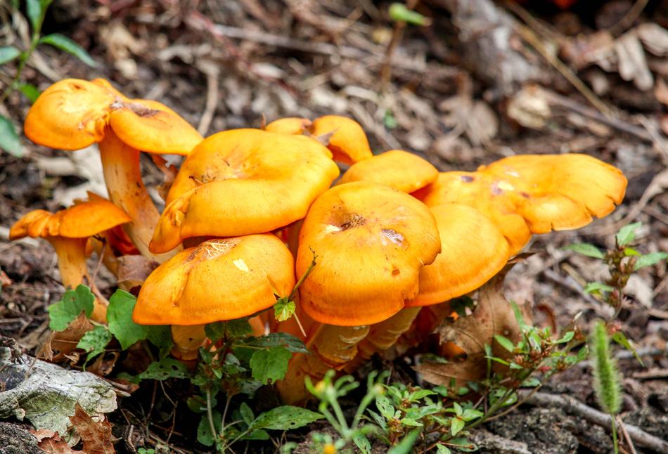 Fungus Fall Mushroom