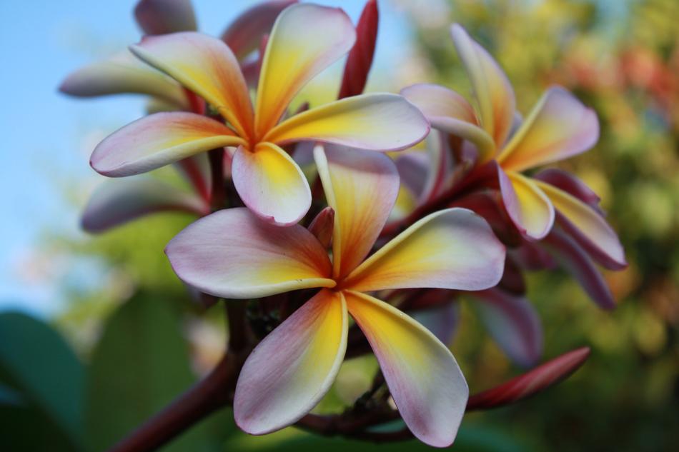Frangipani Flowers White