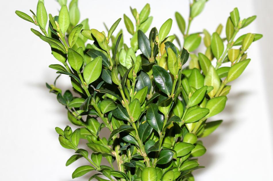 Boxwood Leaf Plant