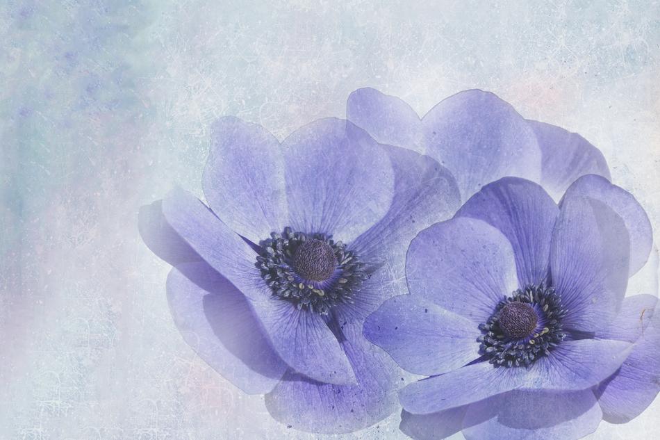 Anemone Spring Early Bloomer