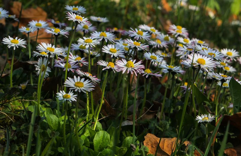 Nature Flower Plant