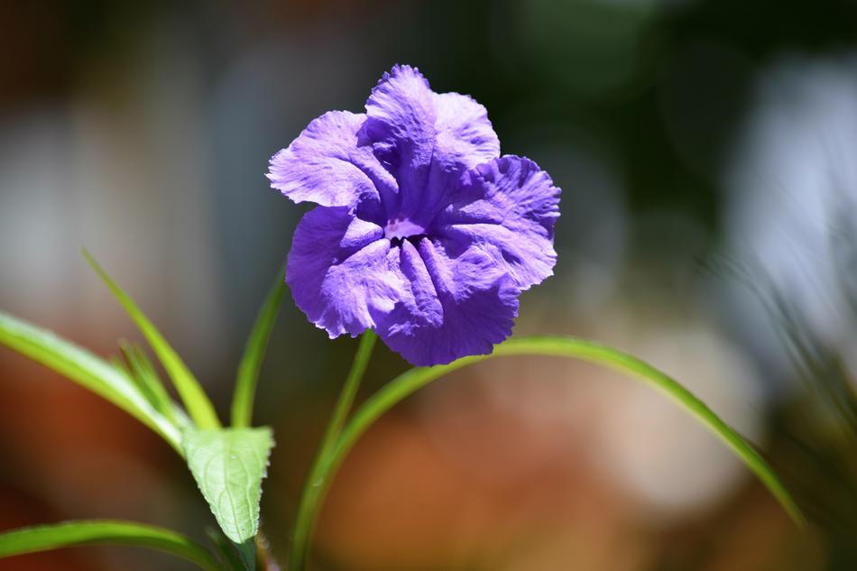 Flower Nature
