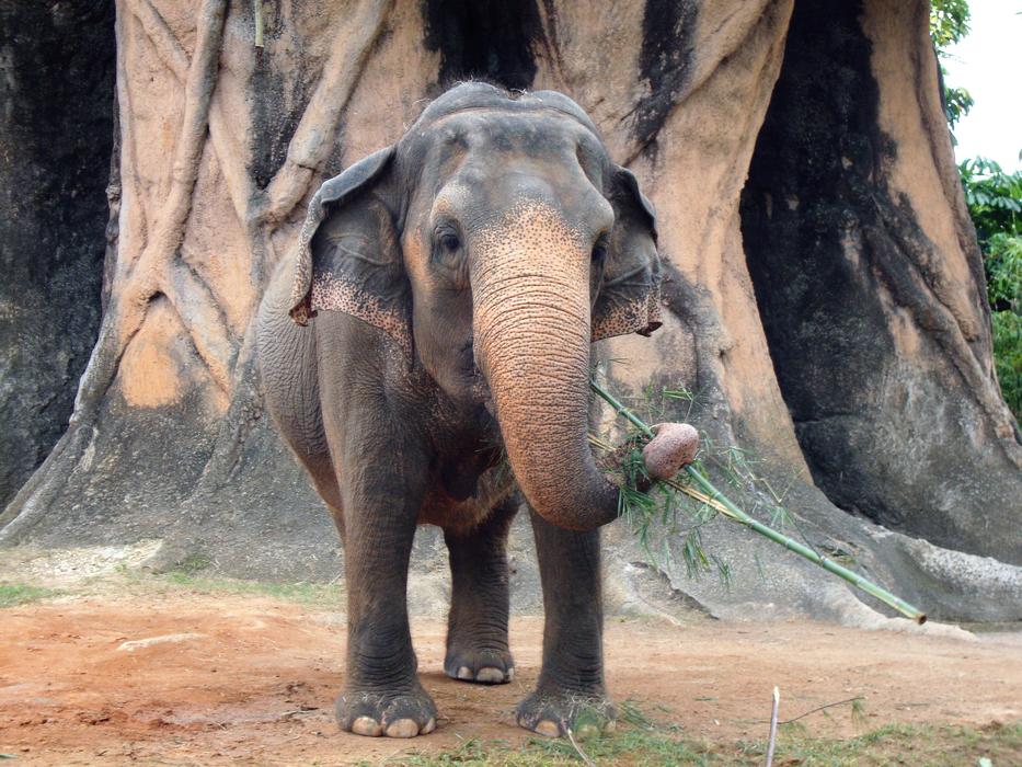 a small elephant in Africa