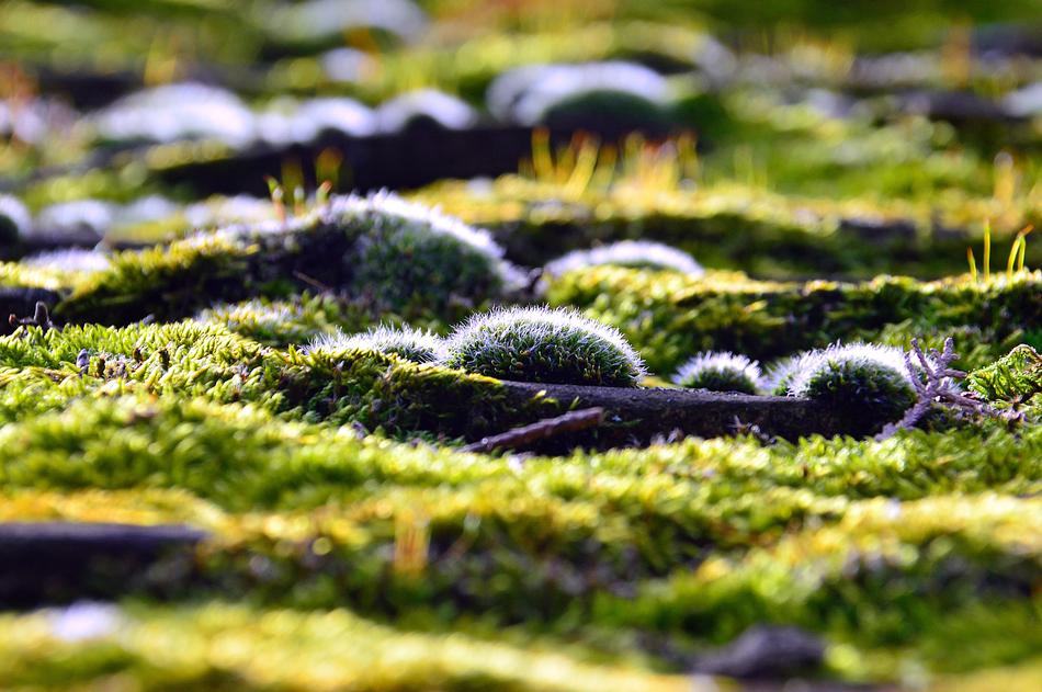 Nature Plant Wood Body Of water