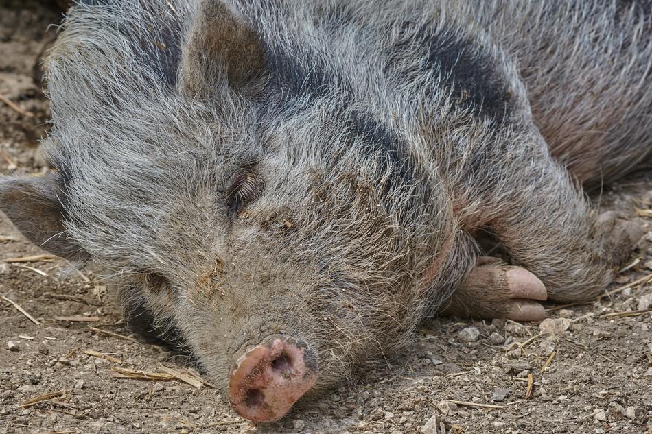 Boar Sleep Nature