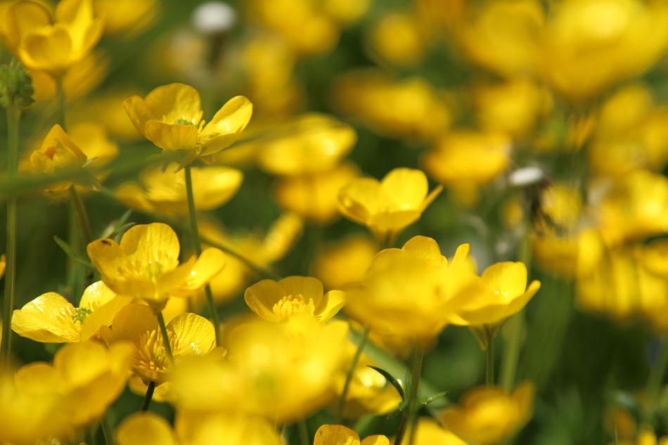Buttercup Flower Meadow