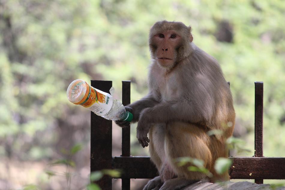 Monkey Primate Ape