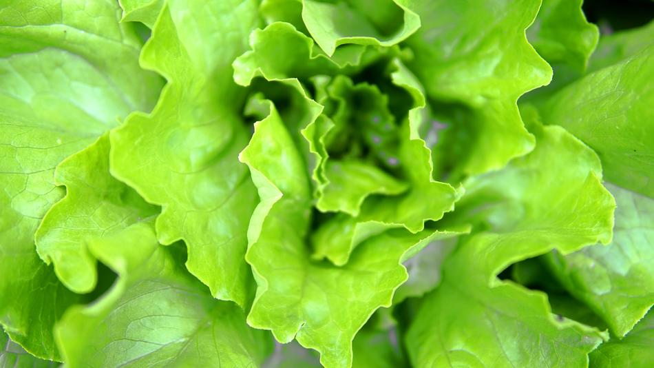green tasty salad