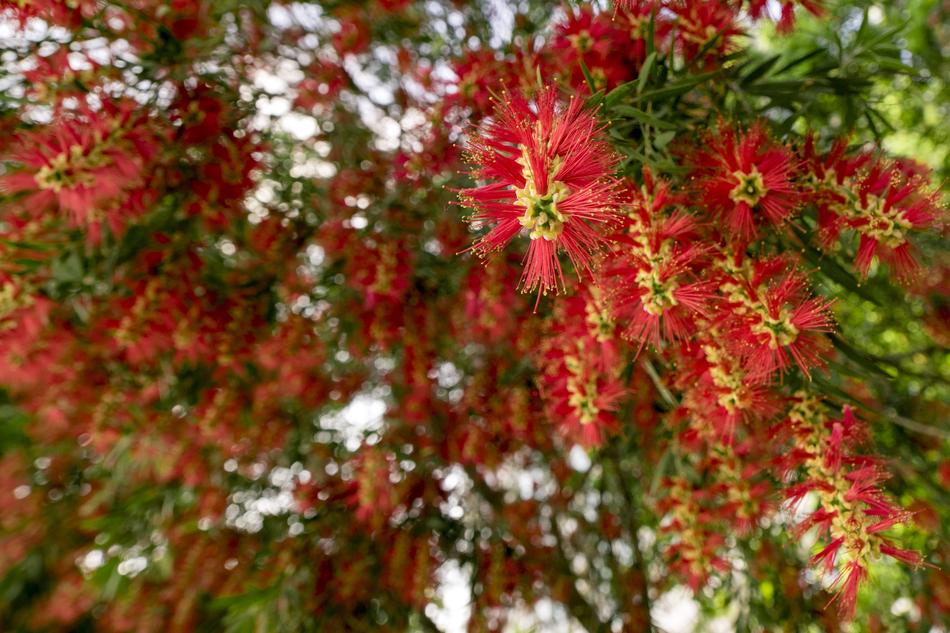 Tree Nature Season