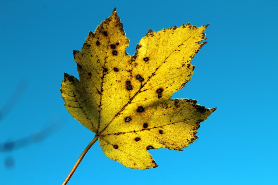 Leaf Autumn