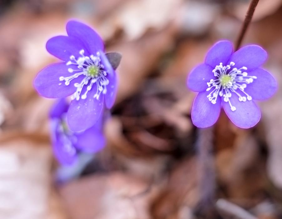 Flower Petal Nature