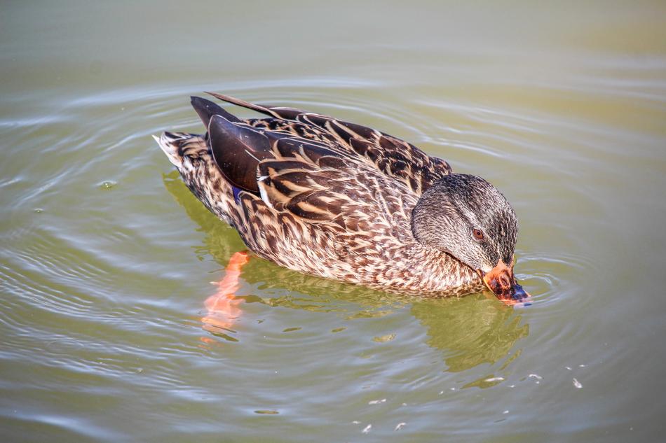 Wildlife Nature Bird