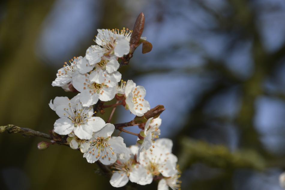 Cherry Tree Flower