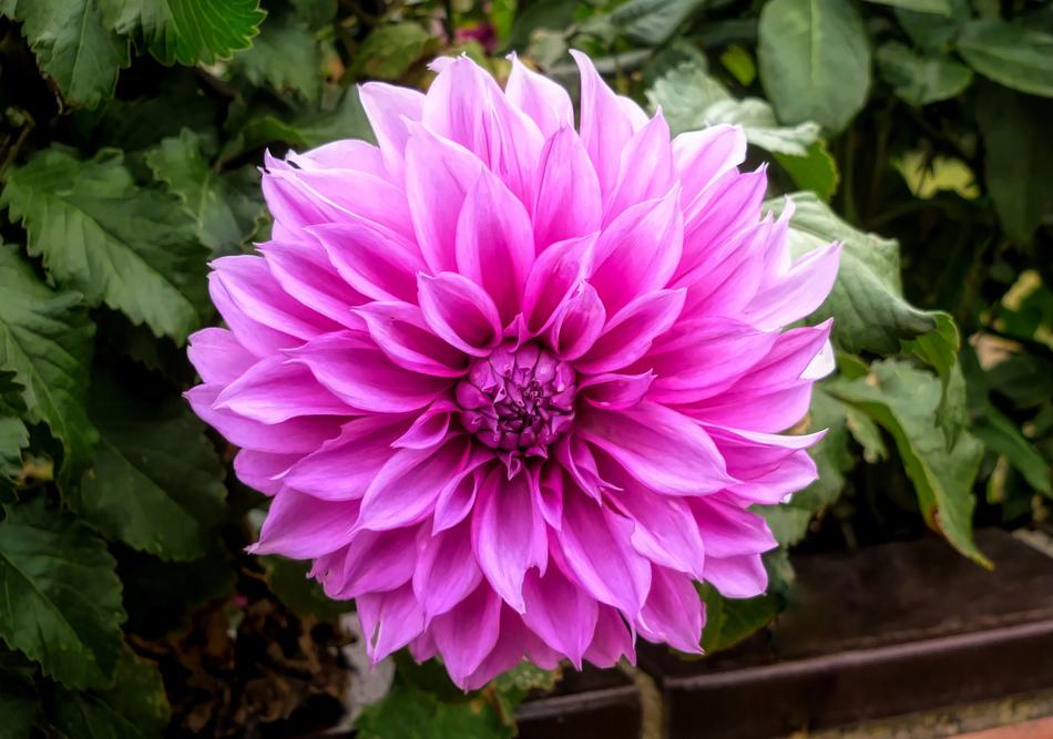 Flower Flora Nature