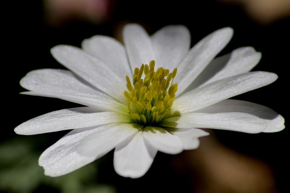 Flower Nature Plant