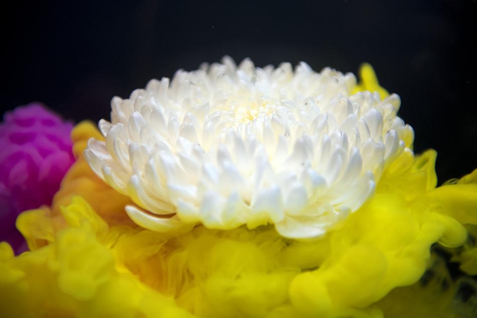 Nature Beautiful Flower