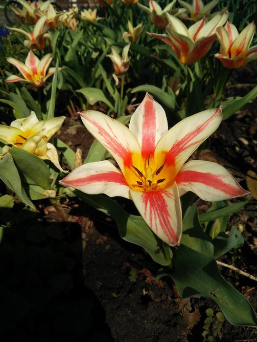 Flower Nature Plant
