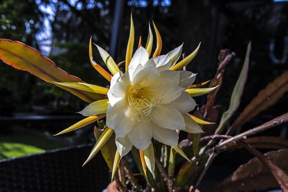 Flower Cactus Flowering