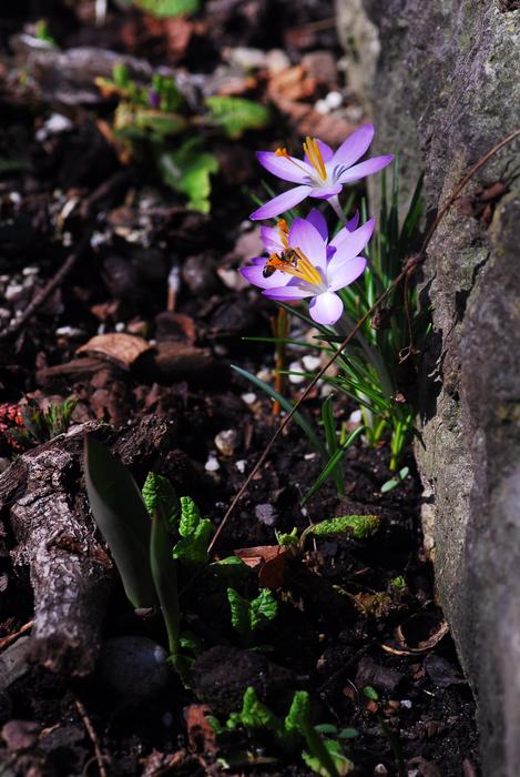 Nature Flower Plant