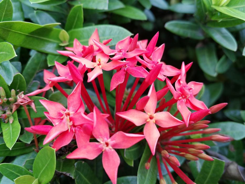 Garden Flower Flora