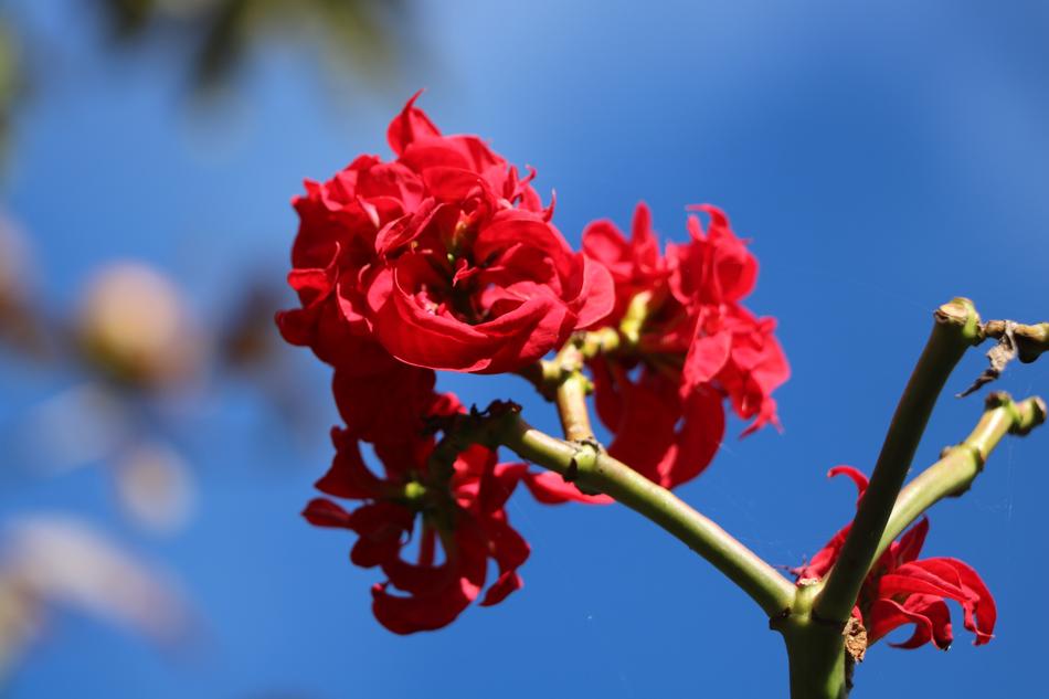 Flower Nature Pink