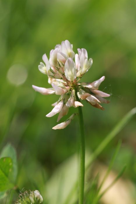 Clover Flower Wild