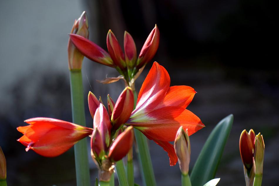 Nature Flower Flora